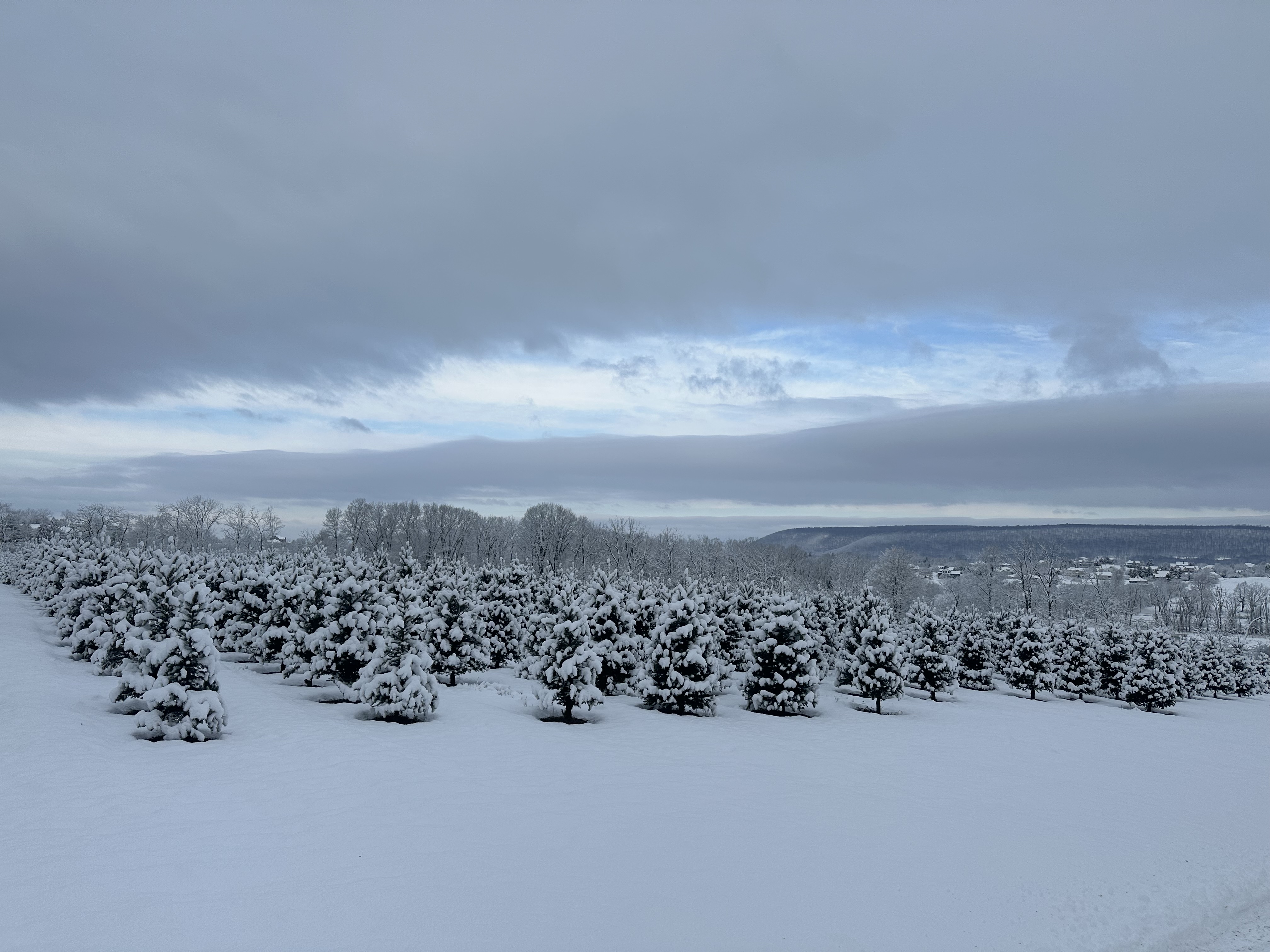 Snow-covered tree farm with mountains in the background